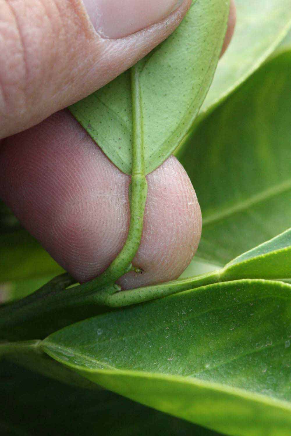              Petiole (Riverside, CA)       